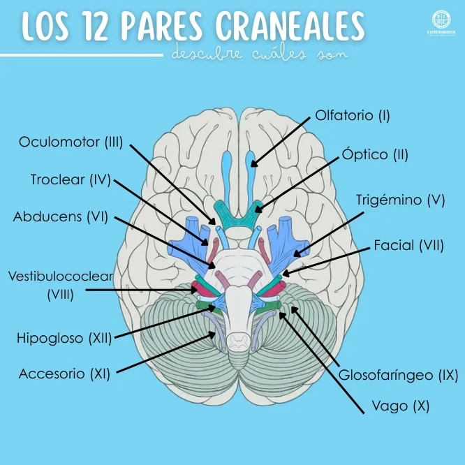 El papel de los 12 pares craneales en la función neurológica