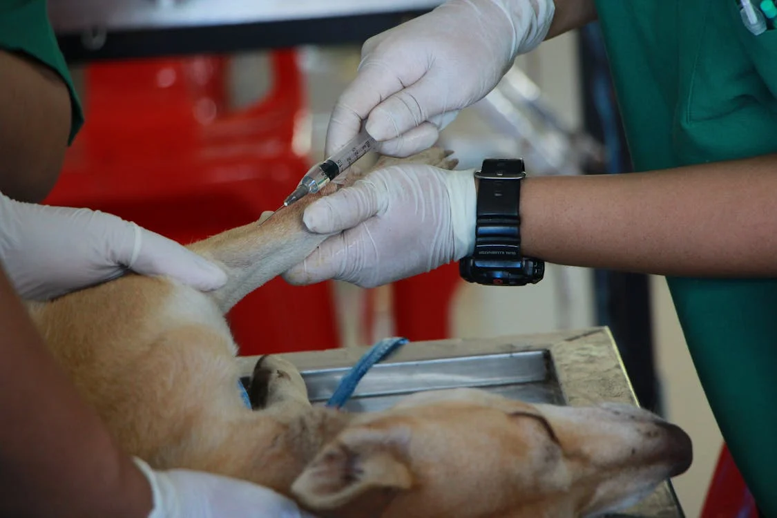 Curso Online de Urgencias Veterinarias