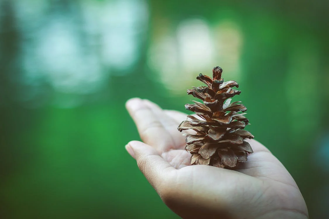 Diplomado en Gestión del Impacto Ambiental 