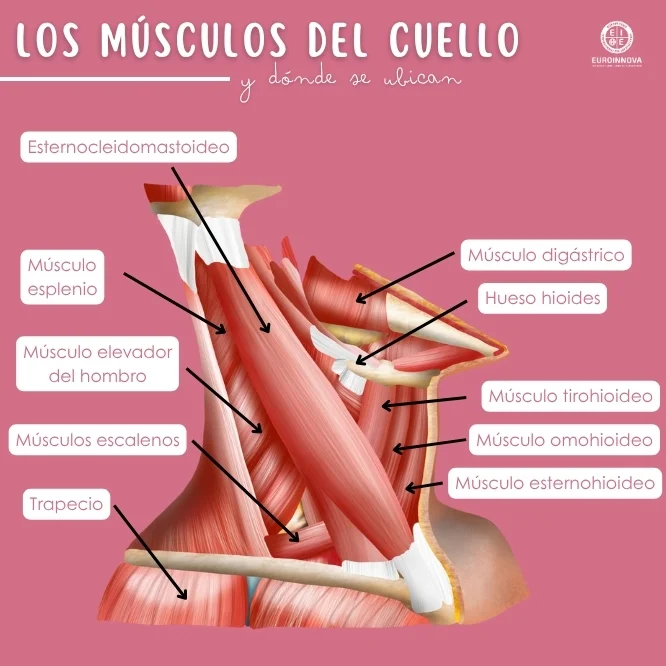 Guía completa de la anatomía del cuello