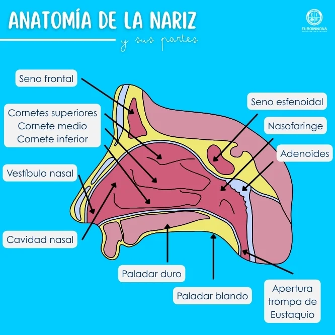 Descubre la anatomía de la nariz
