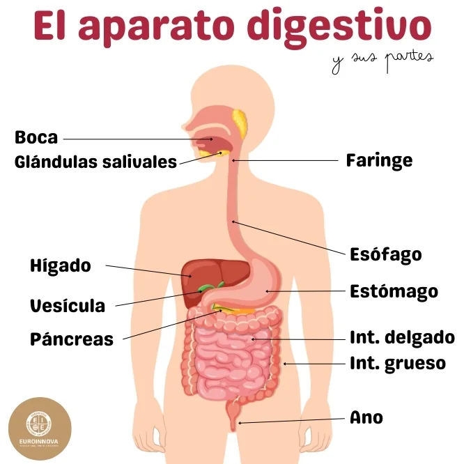 aparato digestivo y sus partes y funciones