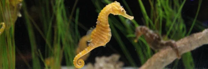 Caballito de mar en peligro de extinción: todos los detalles
