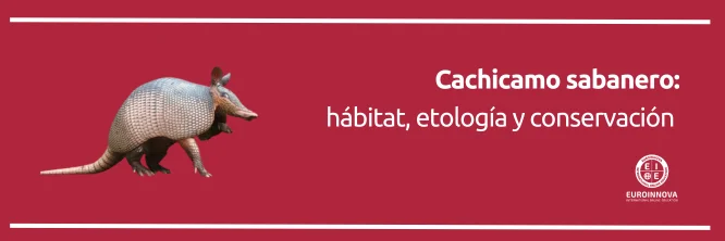 El cachicamo: un guerrero blindado de la fauna venezolana