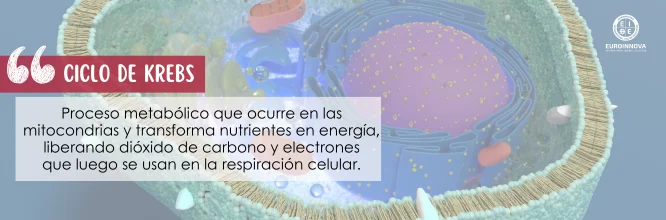 ¿Qué es el ciclo de Krebs y cuál es su función?