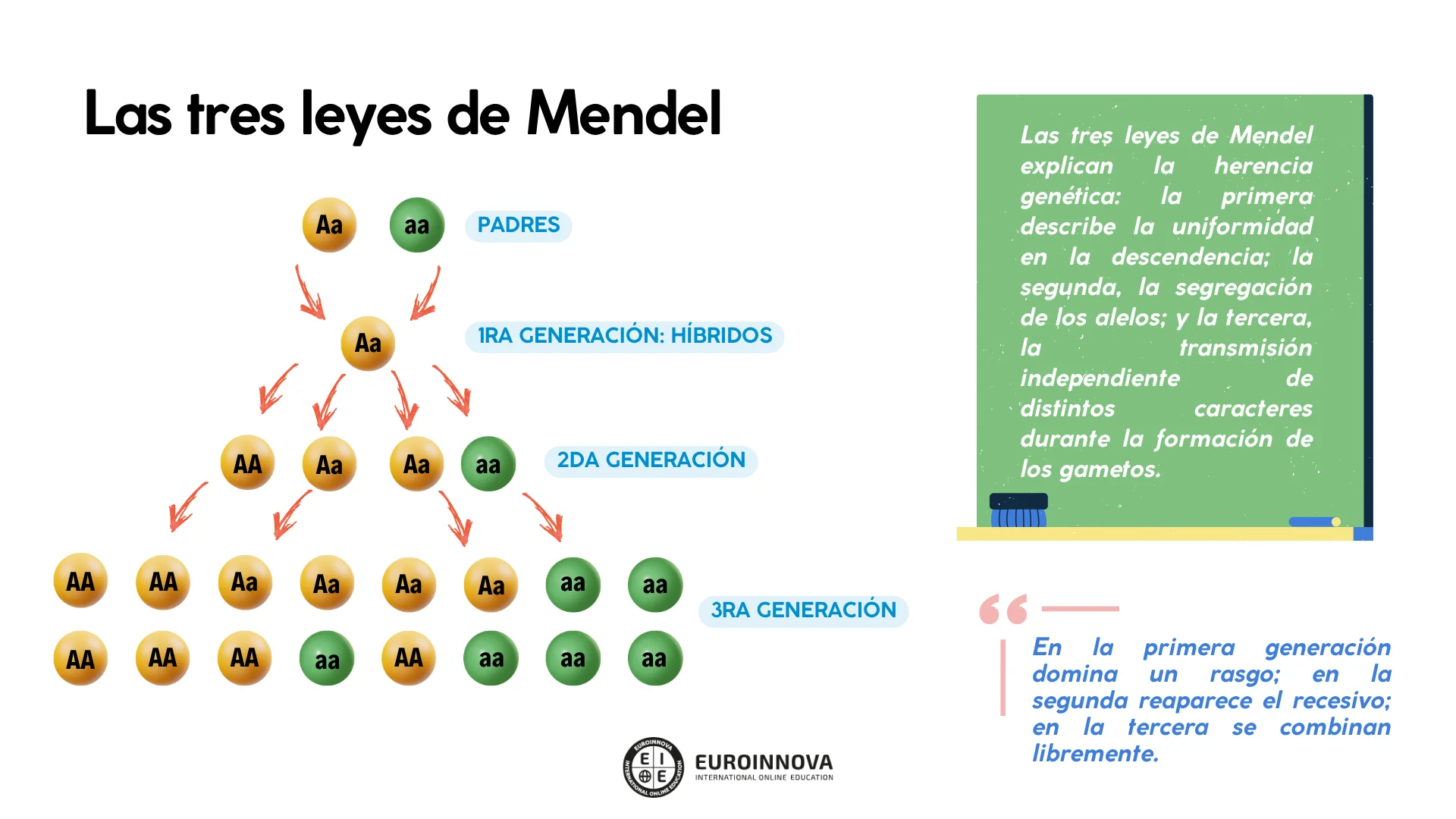 cuáles son las tres leyes de Mendel