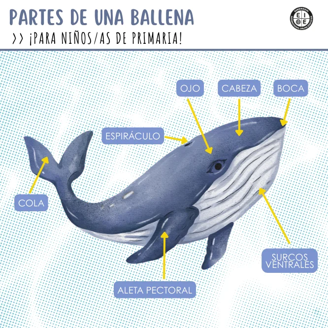 Esquema de la ballena para niños de primaria