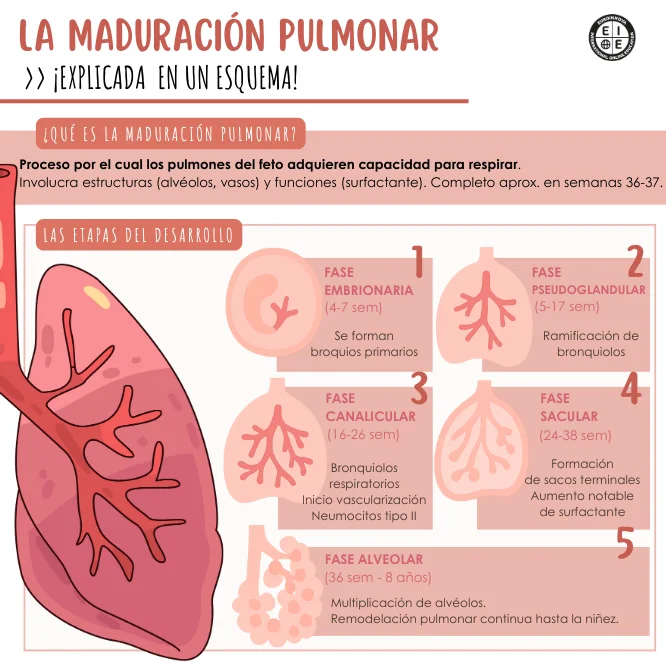 Esquema de maduración pulmonar