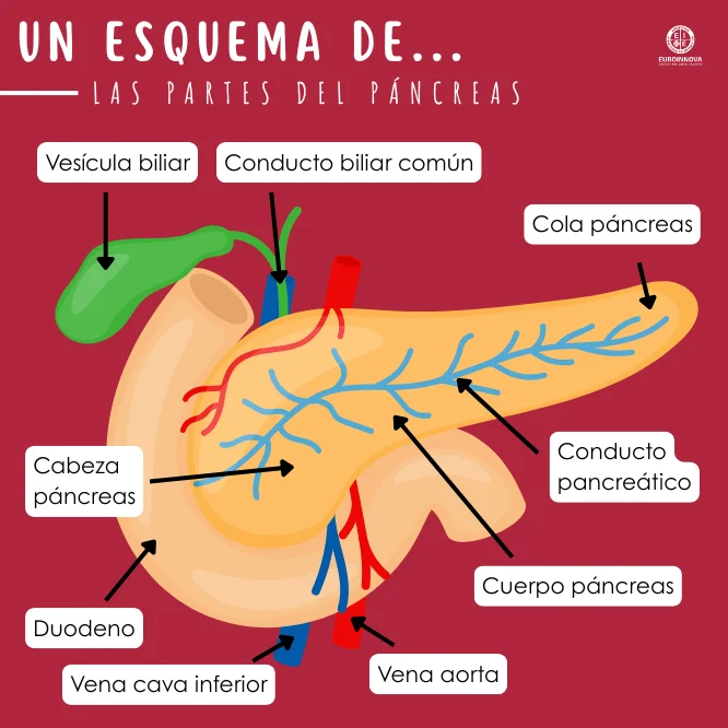 Esquema del páncreas y sus partes