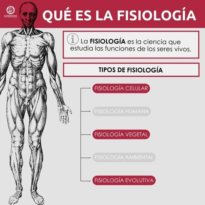Tipos de fisiología