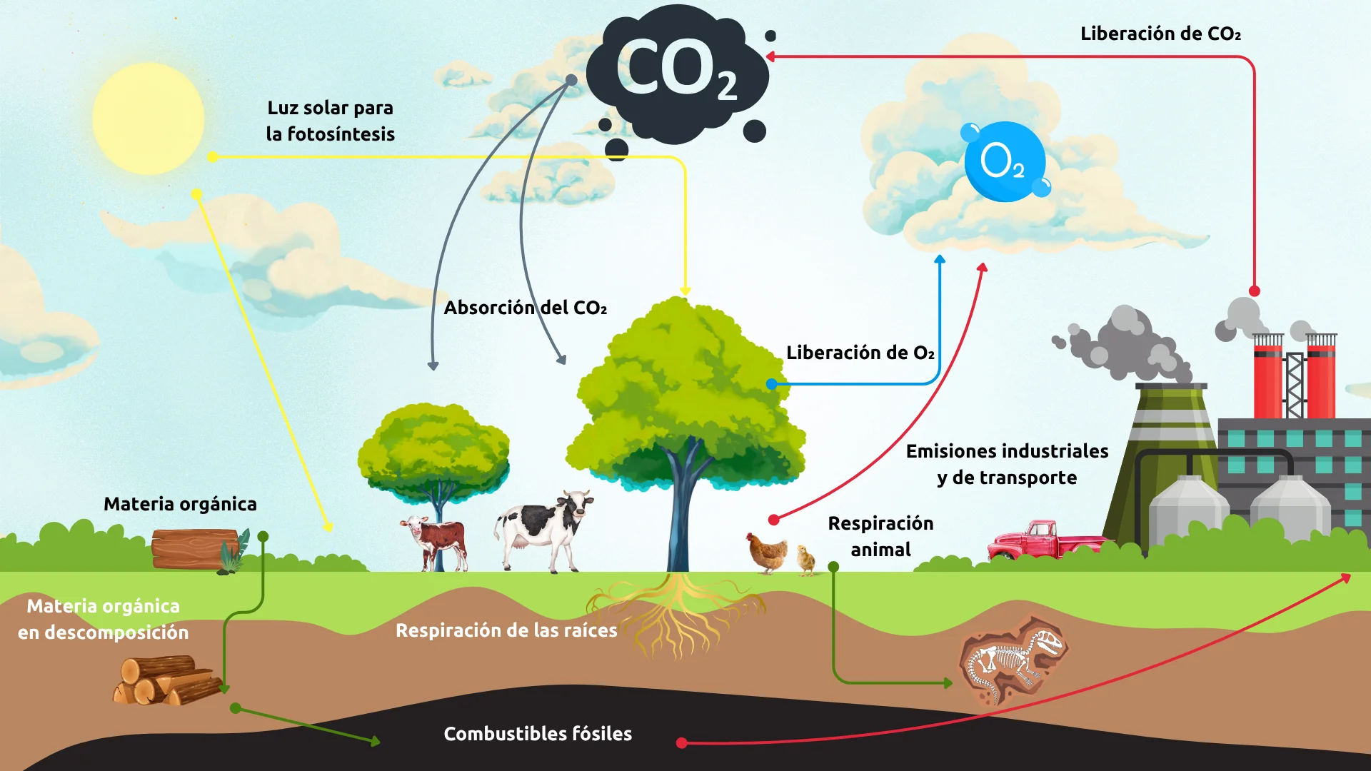 imágenes del ciclo del carbono