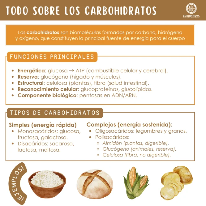 ¿Cuál es la importancia real de los carbohidratos?