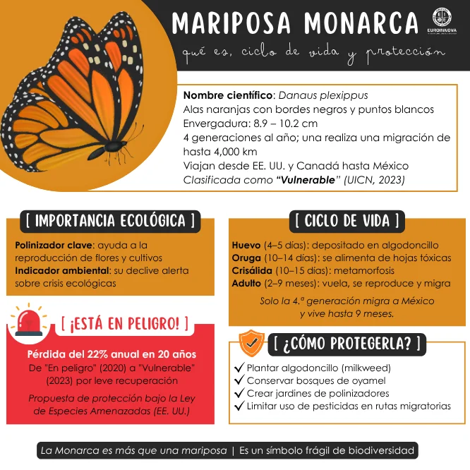 Mariposa monarca: conócela con esta infografía