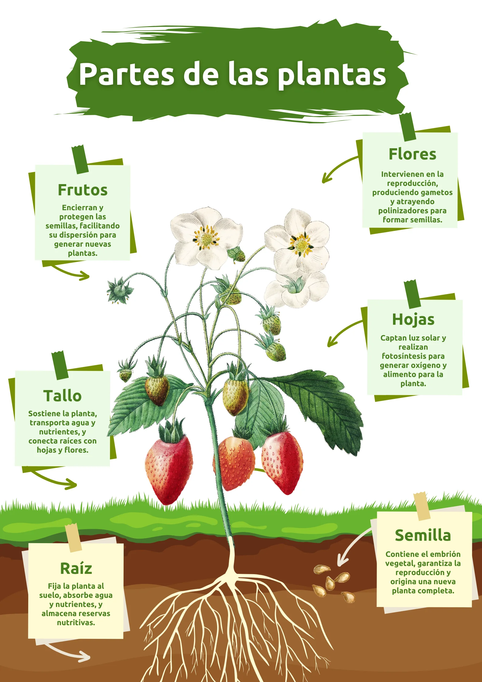las partes de la planta y sus funciones para ninos