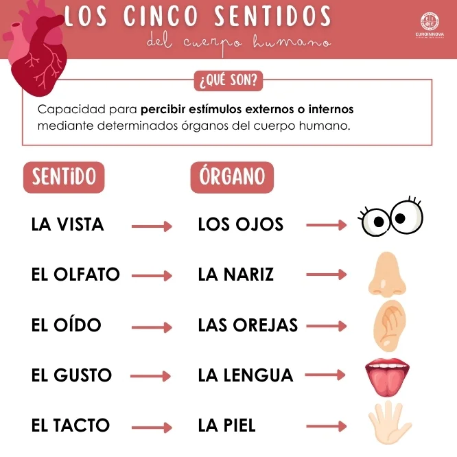 Los 5 sentidos para niños
