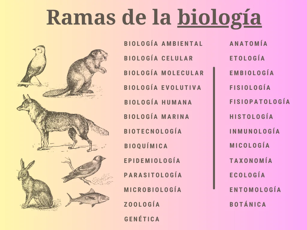 mapa conceptual de biología y sus ramas