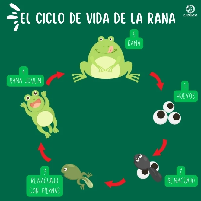 Todo el proceso de Metamorfosis de la rana