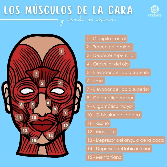 Conoce los músculos de la cara