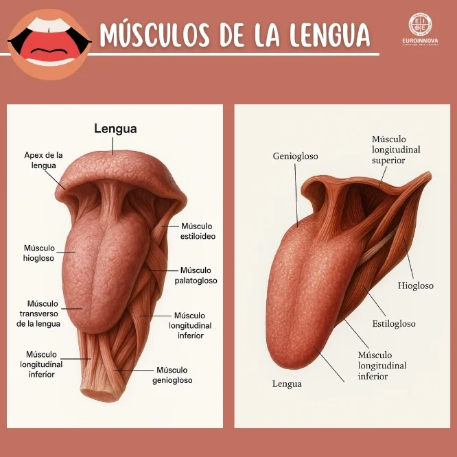 ¿Cuáles son los músculos de la lengua?