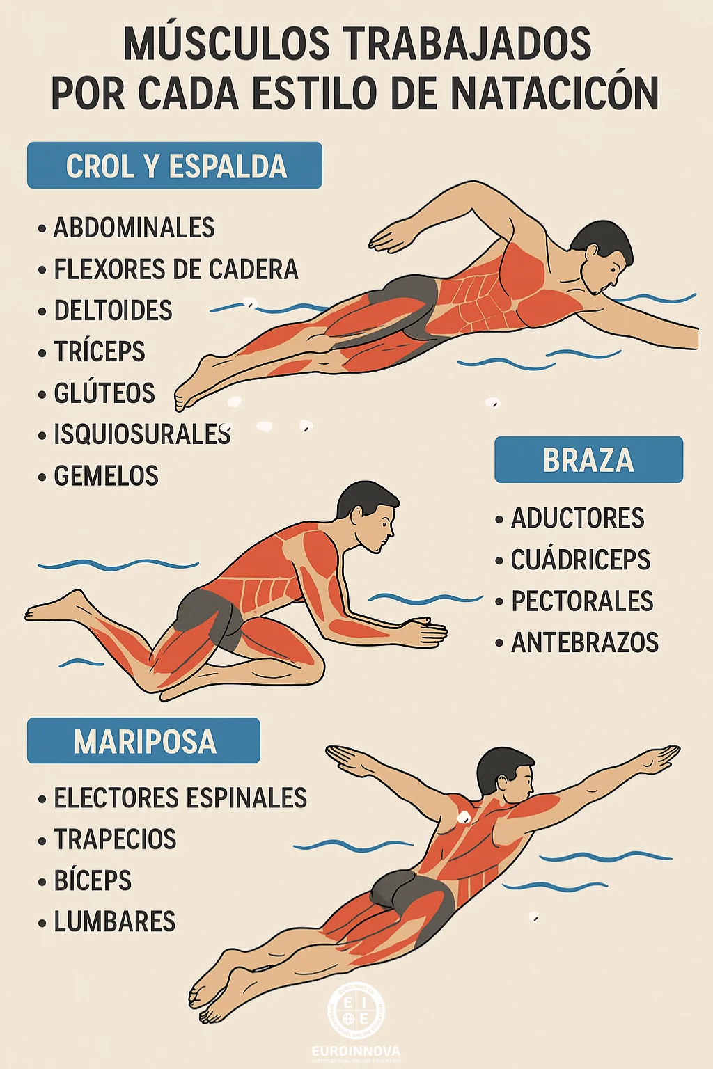músculos trabajados por cada estilo de natación