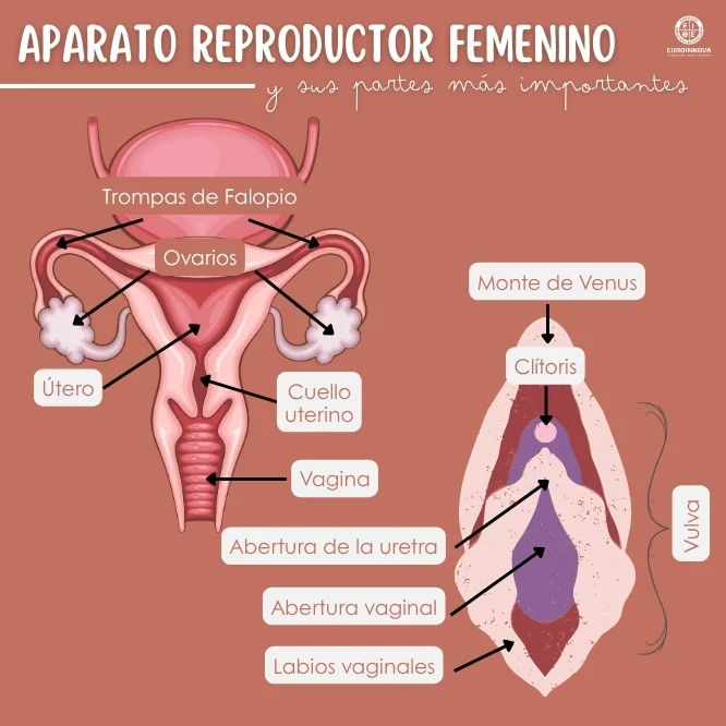 Descubre las partes del aparato reproductor femenino