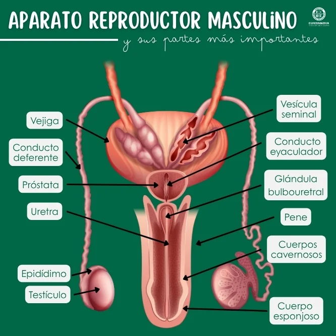 ¿Cuáles son las partes del aparato reproductor masculino?