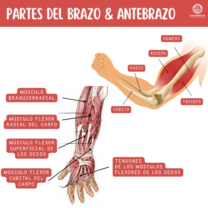 Descubre las partes del brazo y el antebrazo
