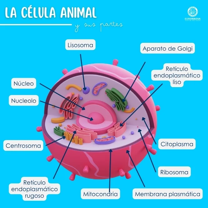 ¿Qué es una célula animal? Y sus partes