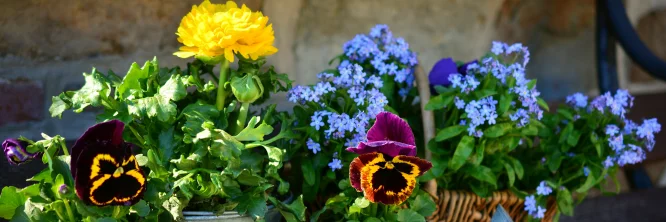 partes de las plantas