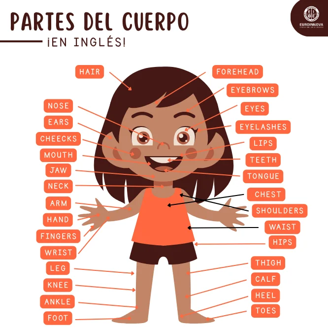 Conoce las partes del cuerpo humano en inglés