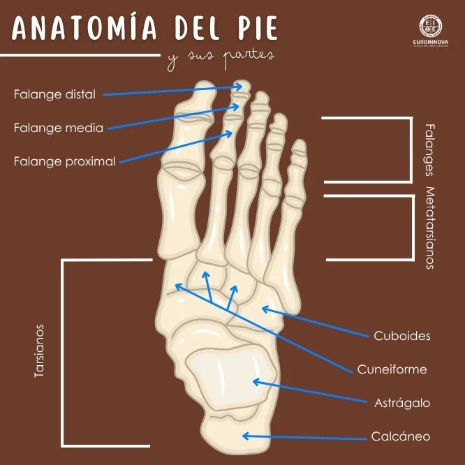 ¿Cuáles son las partes de los pies?
