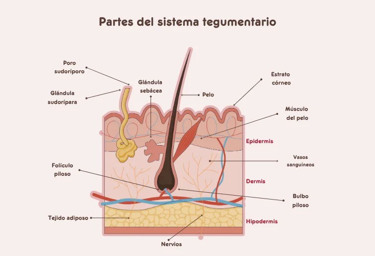 partes del sistema tegumentario