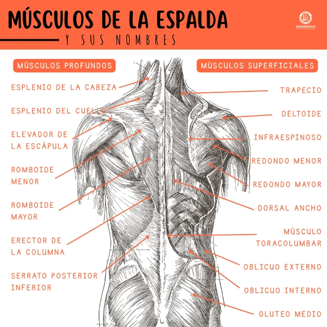 ¿Cuáles son las partes de la espalda?