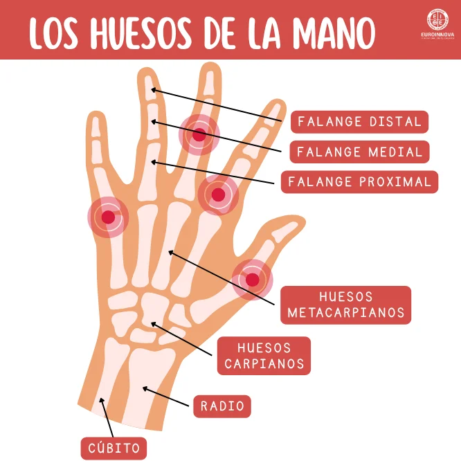 ¿Cuáles son las partes de la mano?