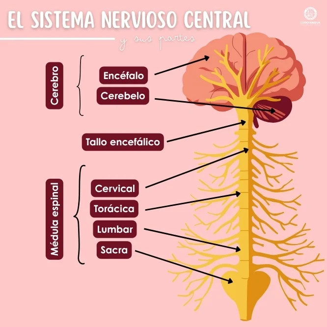 ¿Cuáles son las partes del sistema nervioso?
