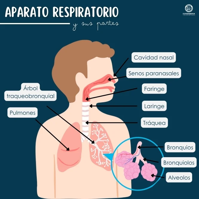 ¿Cuáles son las partes del sistema respiratorio?