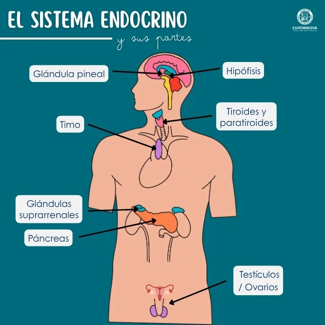 Descubre el sistema endocrino y sus partes