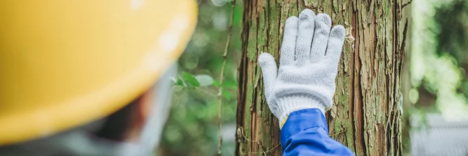 Aprende qué es la ingeniería forestal