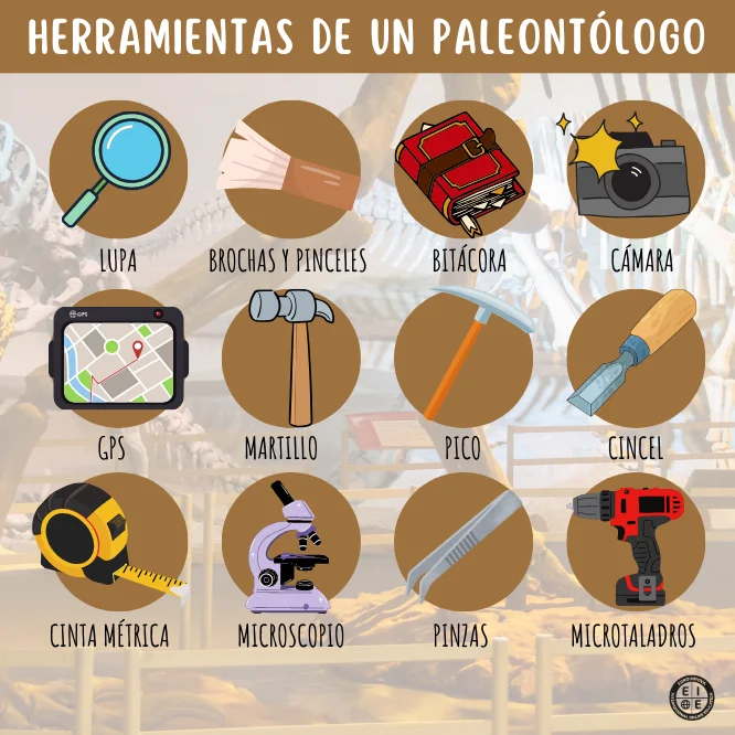 ¿Qué herramientas usan los paleontólogos? ¡Descúbrelo!