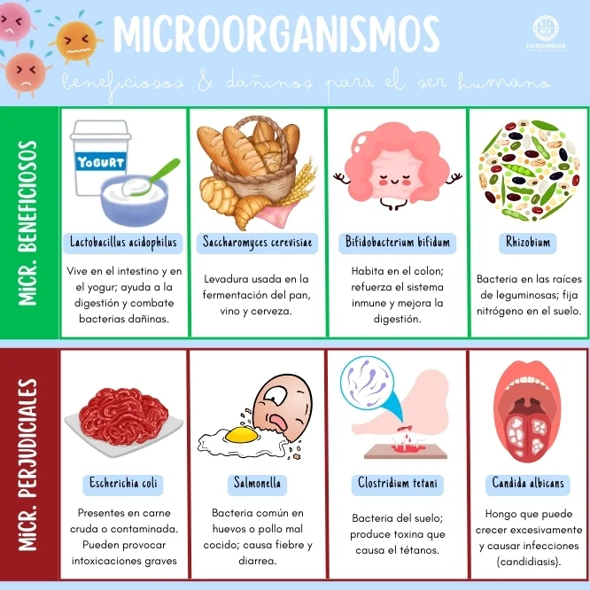 Qué microorganismos son beneficiosos o dañinos para nosotros