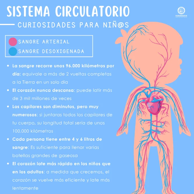 Partes del sistema circulatorio para niños