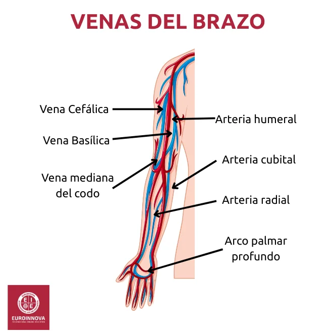 Venas del brazo