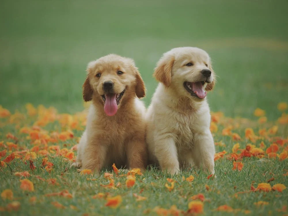 Curso de Psicología Canina y Felina