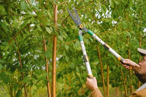 Curso de huertos urbanos