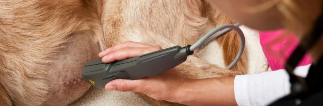 Fluidoterapia veterinaria: Guida completa per il benessere degli animali