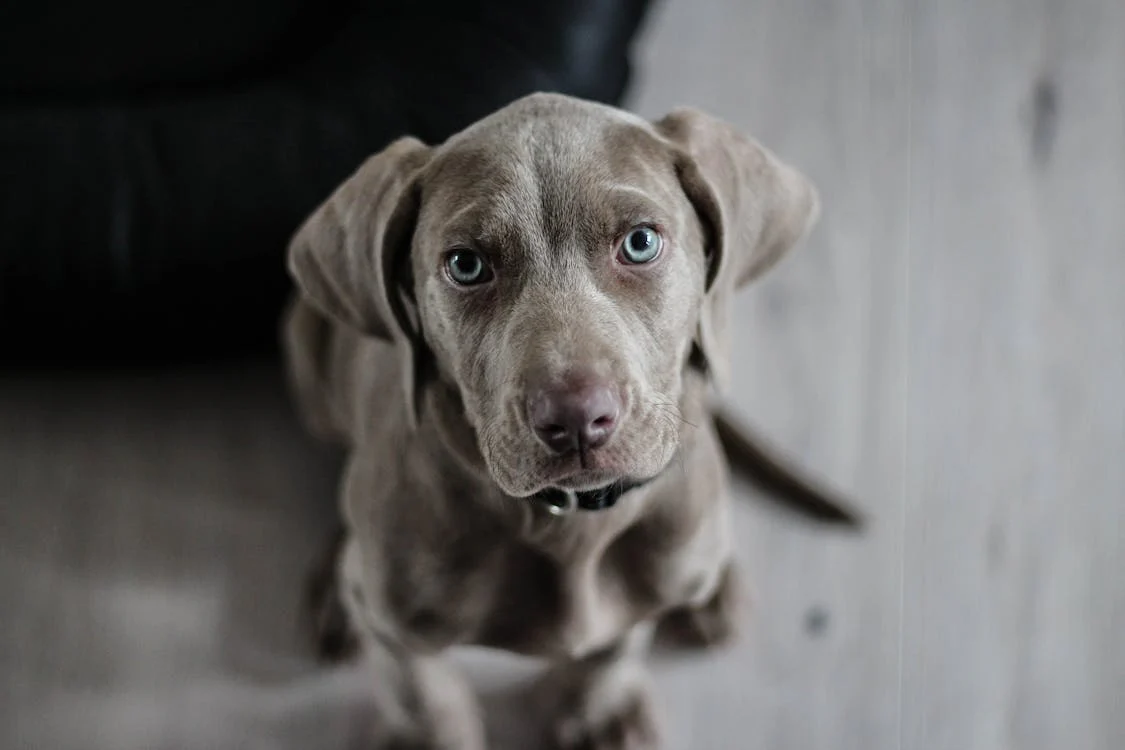 Máster etología canina