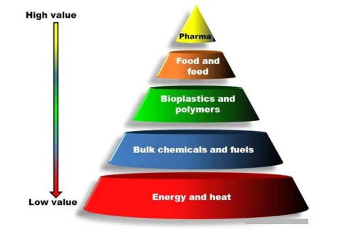 Biomass Pyramid: Definition, importance, and examples