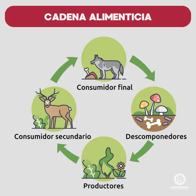 ¿Qué es una cadena alimenticia? | Euroinnova