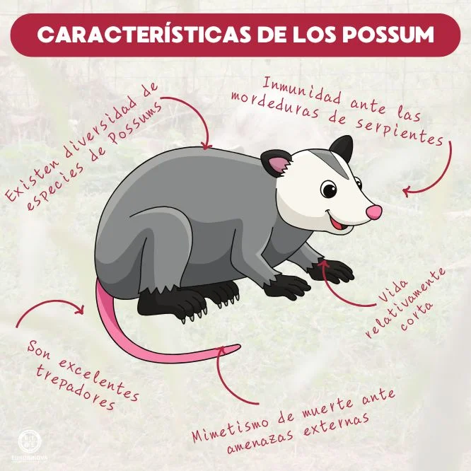 Cómo es una zarigüeya - possum