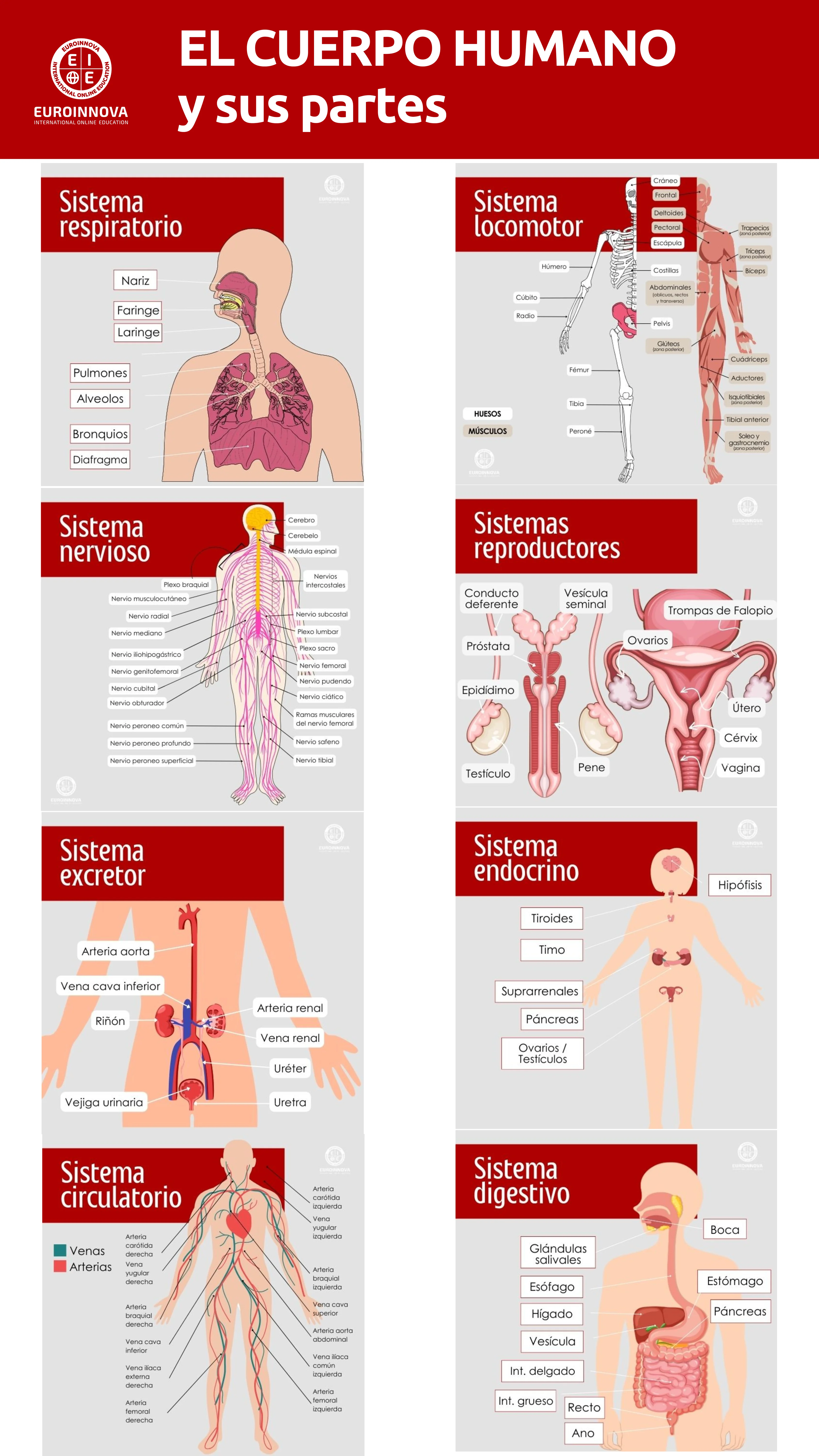 El cuerpo humano y sus partes